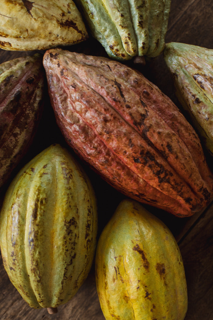 Un Regalo de los Dioses, así llegó el Cacao al mundo