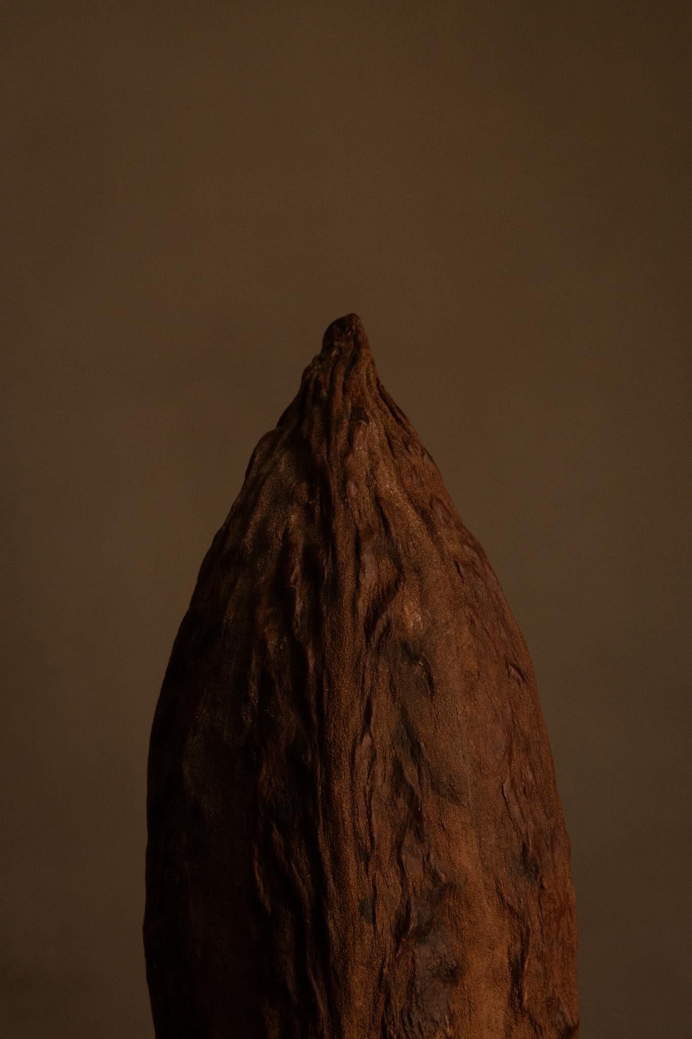 "Cacao en México: Un Viaje a Través de Antiguas Tradiciones"