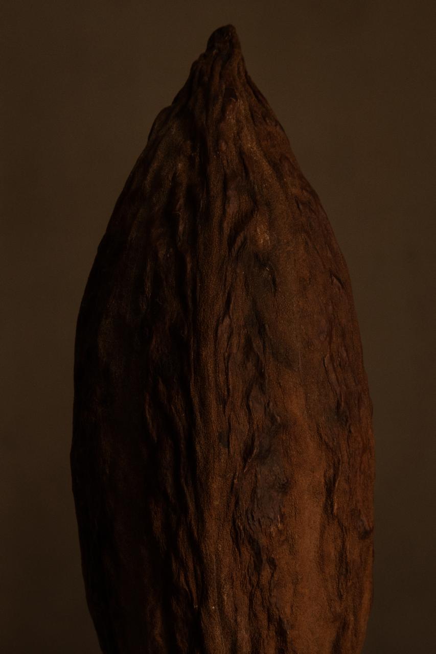 Descubre la Riqueza del Cacao Mexicano: Historia, Beneficios y Tradición